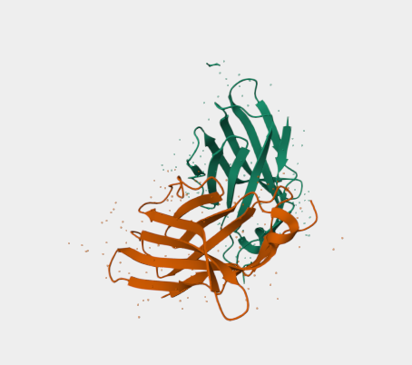 Anti-CTLA4 mAbs