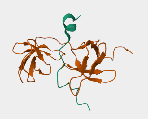 Anti-Cytochrome b-245 light ch