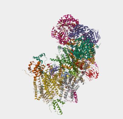 Anti-cytochrome c mAbs