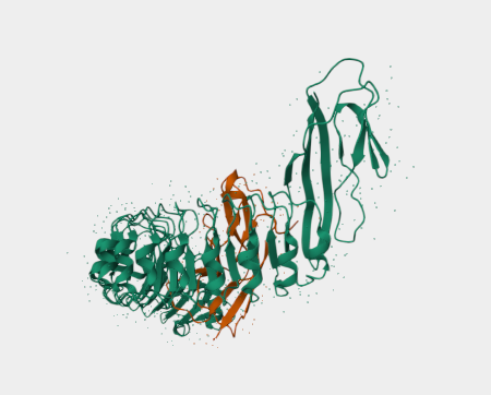 Anti-E Cadherin mAbs
