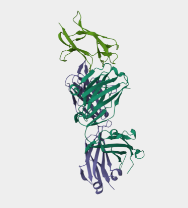 Anti-EDIII of DENV2 mAbs