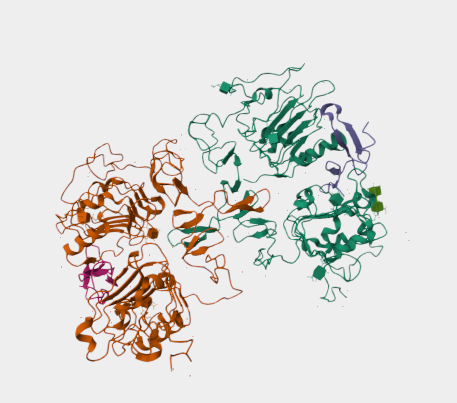 Anti-EGFRvIII mAbs