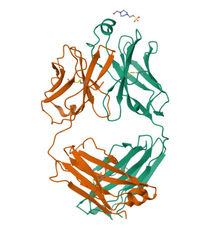 Anti-Fab (lambda) mAbs