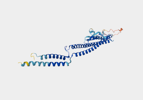 Anti-Flagellar antigen  mAbs