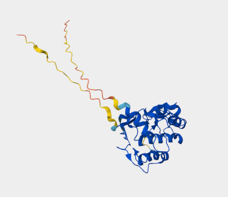 Anti-Folate receptor beta mAbs