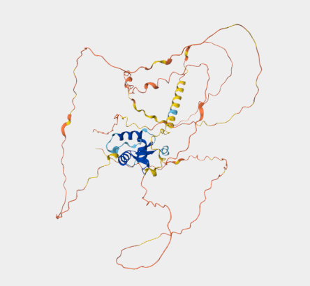 Anti-FOXD3 mAbs