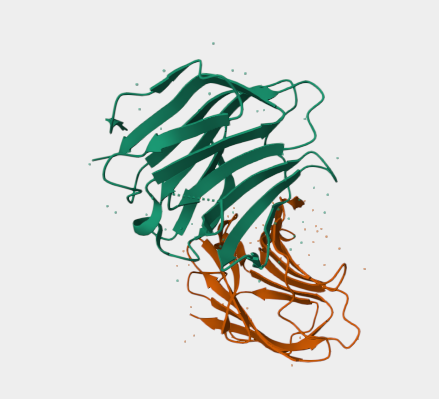 Anti-Galectin 9 mAbs