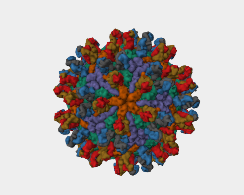 Anti-Genome polyprotein mAbs