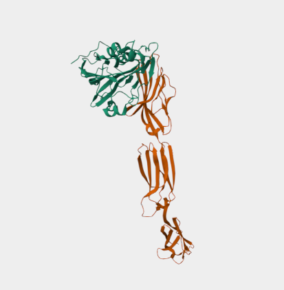 Anti-Glycoprotein D mAbs