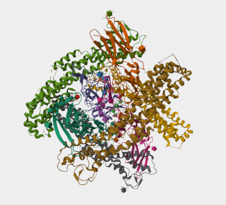 Anti-Glypican 3 mAbs