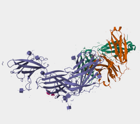 Anti-gp350 protein mAbs