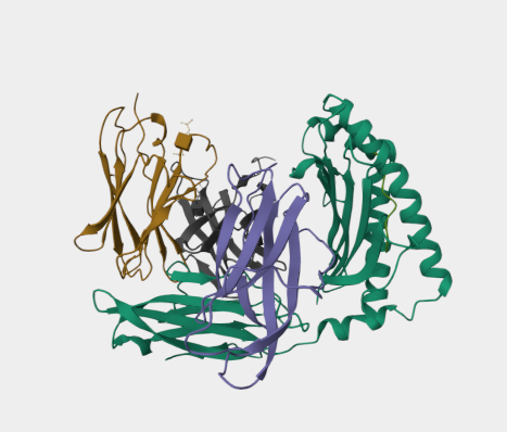 Anti-H-2Kb MHC mAbs