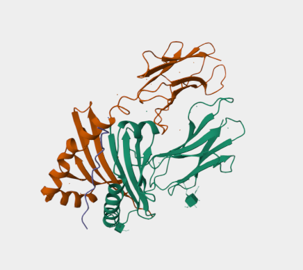 Anti-HLA-DR mAbs