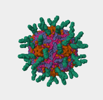 Anti-ICAM1 mAbs