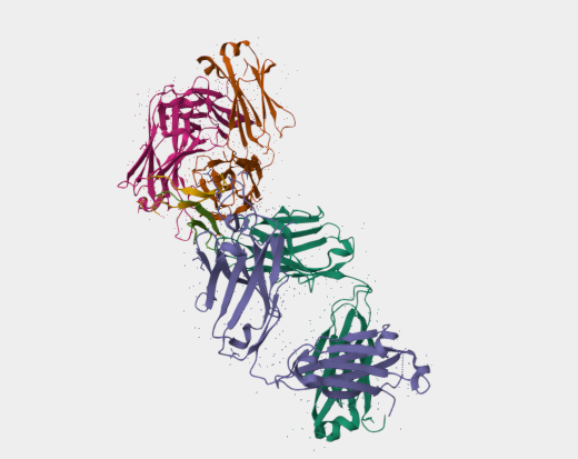 Anti-IgG mAbs