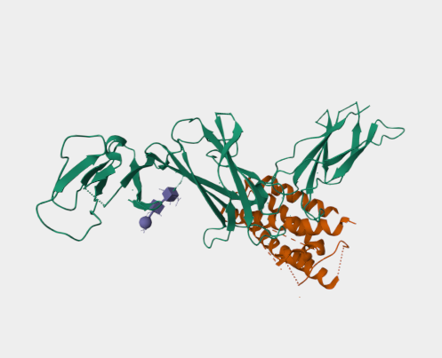 Anti-IL-12 mAbs