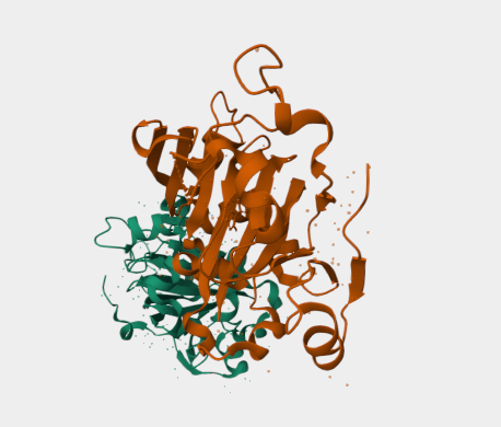 Anti-KDM8 mAbs