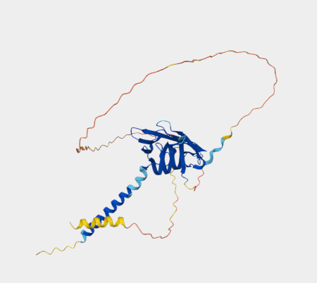 Anti-Macrosialin mAbs