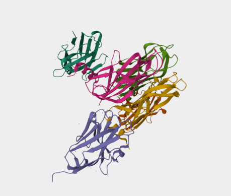 Anti-Major structural   protei