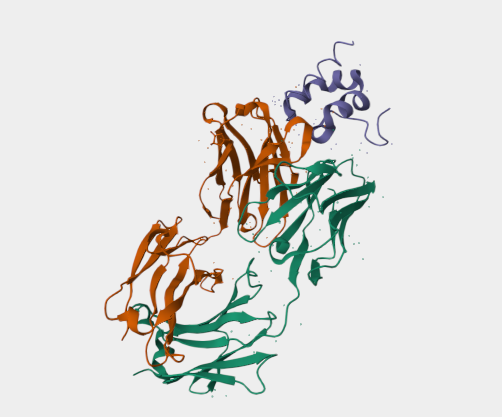 Anti-Mesothelin mAbs