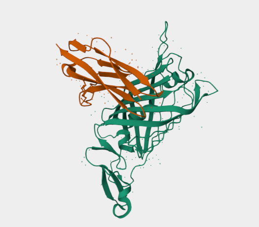 Anti-Mouse Nidogen/enactin mAb