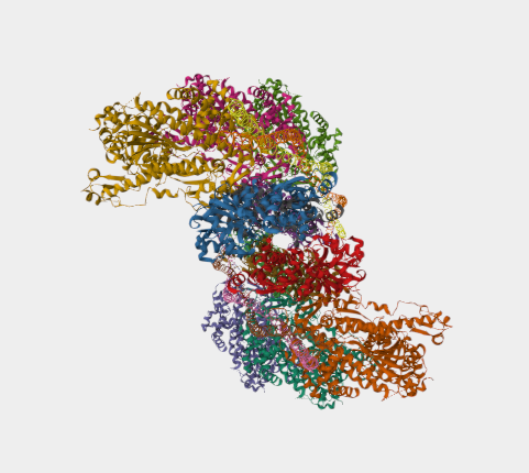 Anti-Myosin mAbs