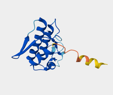 Anti-myotoxic protein mAbs