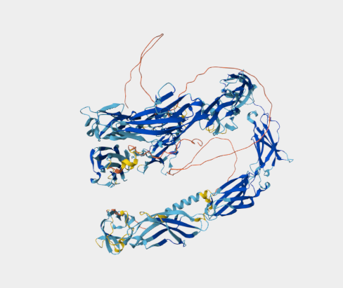 Anti-NCAM-L1 mAbs