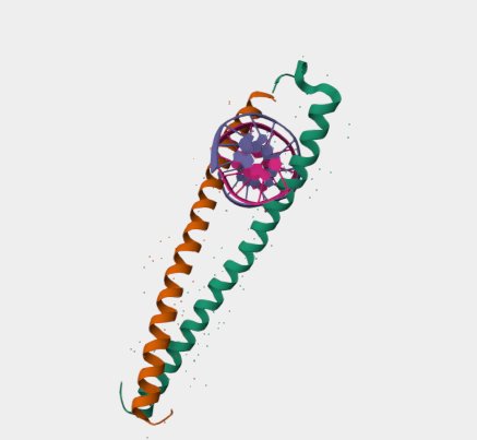 Anti-NFIL3 mAbs