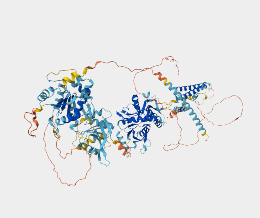 Anti-NMDAR mAbs