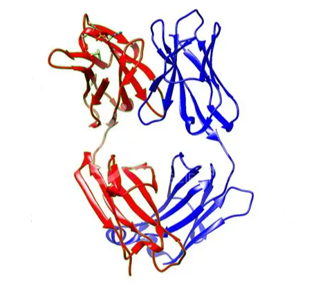 Anti-p-tau mAbs