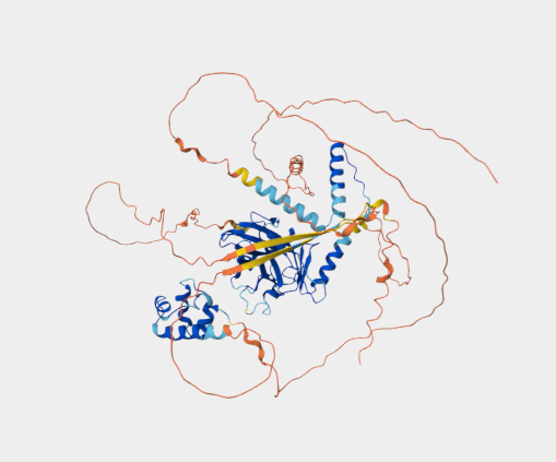 Anti-p63 mAbs