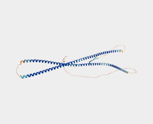 Anti-Phosphovimentin  mAbs