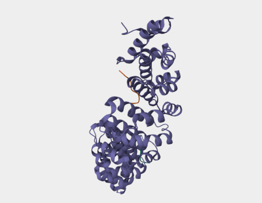 Anti-SV40 large Tumor  ntigen 