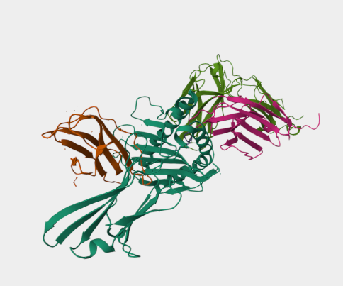 Anti-TCR mAbs
