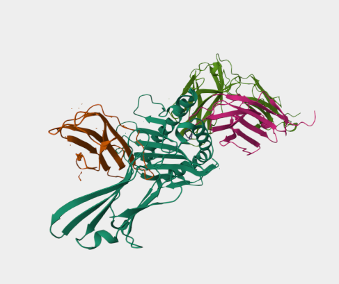 Anti-TCR beta mAbs