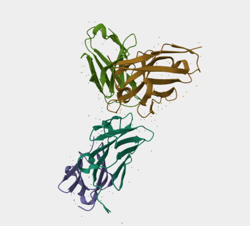 Anti-TCR γδ mAbs