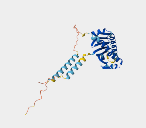 Anti-ULBP4 mAbs