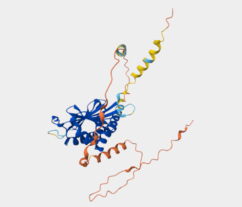 Anti-ULBP5 mAbs
