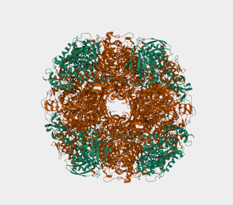 Anti-Urease alpha subunit mAbs