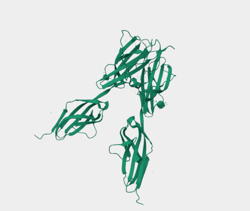 Anti-VEGFR-3 mAbs