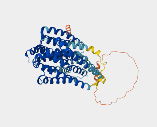 Anti-Vimentin mAbs