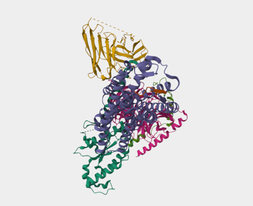 Anti-XCR1 mAbs