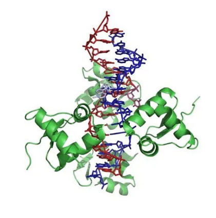 Anti-Z-DNA/Z-RNA mAbs