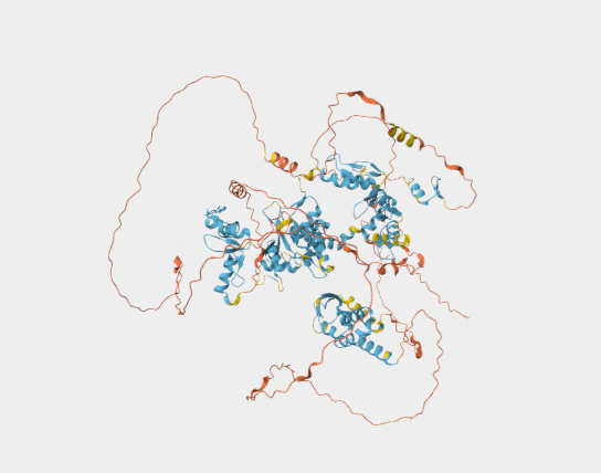 Anti-ZBTB11 mAbs
