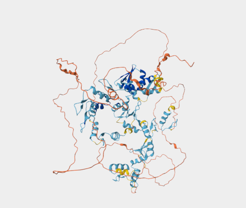 Anti-ZBTB41 mAbs