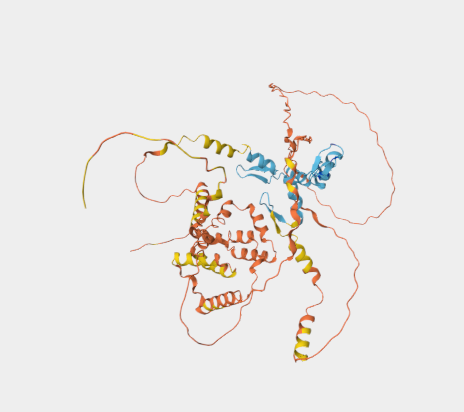 Anti-ZBTB7B mAbs