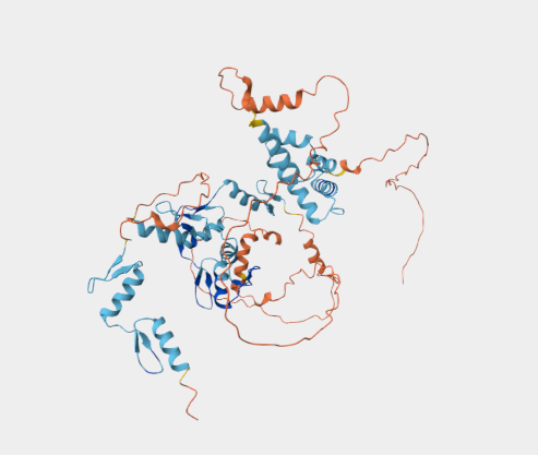 Anti-ZKSCAN4 mAbs