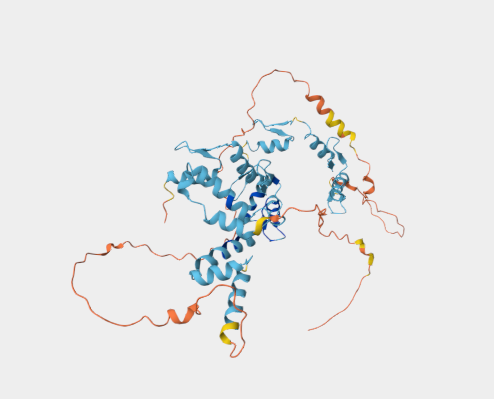 Anti-ZSCAN21 mAbs