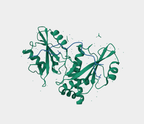 Anti-Fc epsilon R  mAbs